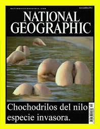 Nueva especie invasora: Chochodrilos en el Nilo