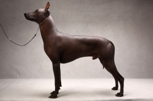 Xoloitzcuintli